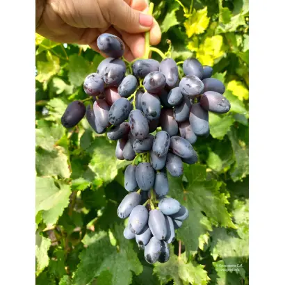 АКАДЕМИК АВИДЗБА