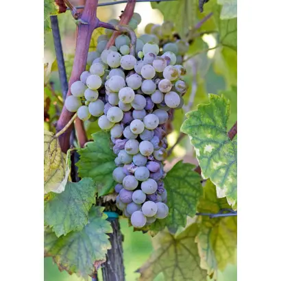 РИСЛИНГ МАГАРАЧА