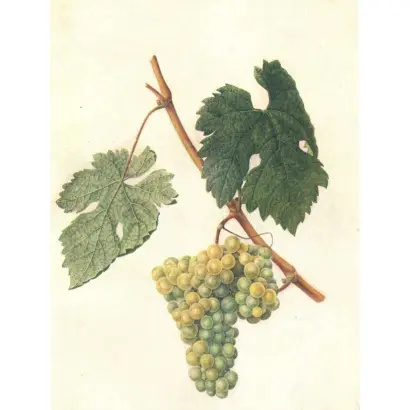 САРЫ ПАНДАС