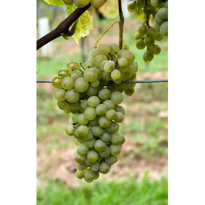 СПАРТАНЕЦ МАГАРАЧА