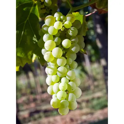 ФЕТЯСКА БЕЛАЯ