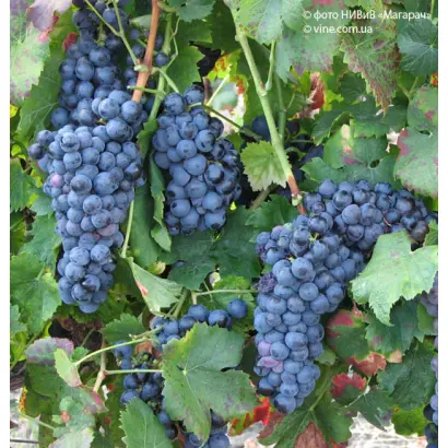 ЧОРНА ОПИАНА