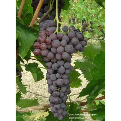 ЯЛТИНСКИЙ БЕССЕМЯННЫЙ