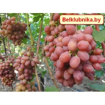 ГУРМАН КРАЙНОВА