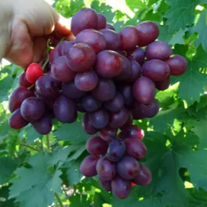 ПАМЯТИ УЧИТЕЛЯ