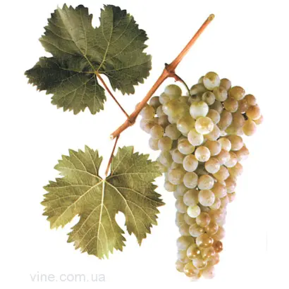 РКАЦИТЕЛИ МАГАРАЧА