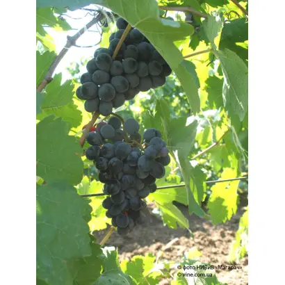 ТАВКВЕРИ МАГАРАЧА