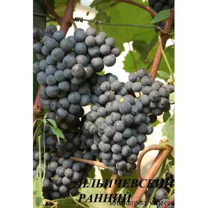 ИЛЬИЧЕВСКИЙ РАННИЙ