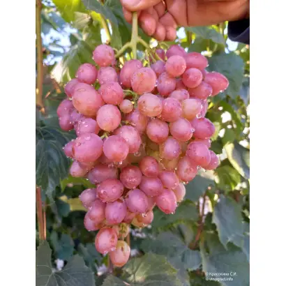 КИШМИШ ЛУЧИСТЫЙ