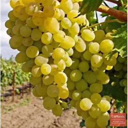 АНАПСКИЙ УСТОЙЧИВЫЙ