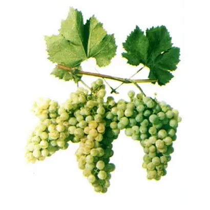 АНАПСКИЙ РАННИЙ