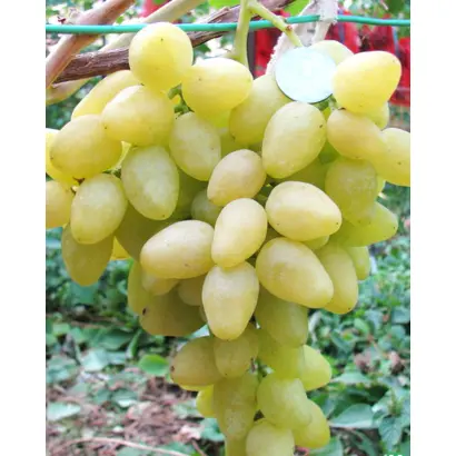 ДОЛГОЖДАННЫЙ