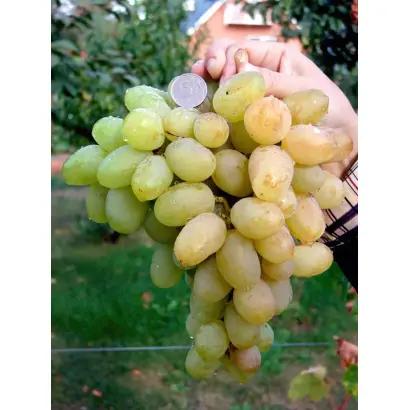 БОГОТЯНОВСКИЙ