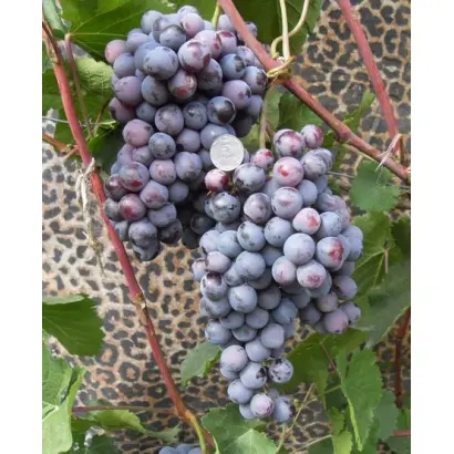 АГАТ ДОНСКОЙ