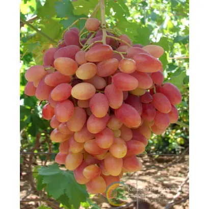 ПРЕОБРАЖЕНИЕ