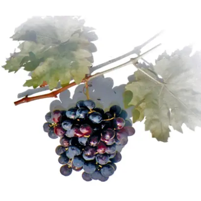 ИНТЕРВИТИС МАГАРАЧА