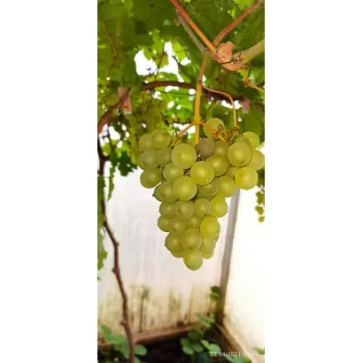 РУССКИЙ ЯНТАРЬ