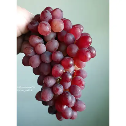 ПАМЯТИ СМИРНОВА