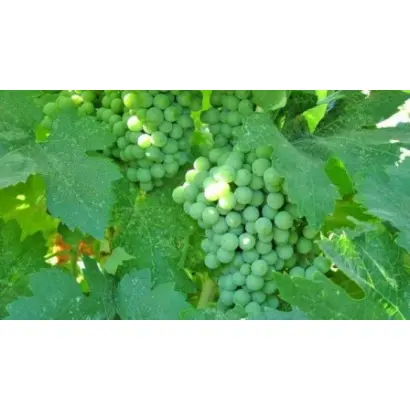 КАСПАРОВСКИЙ