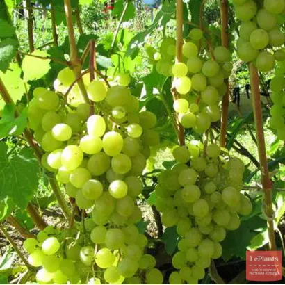 ЮБИЛЕЙ ТСХА