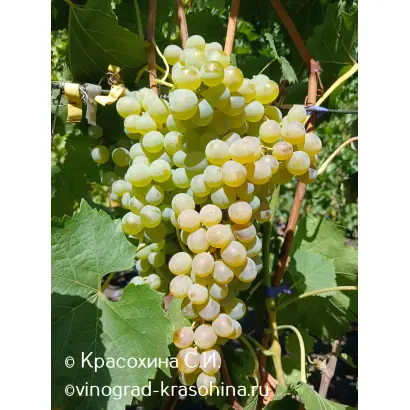 АТЛАНТ ДОНА