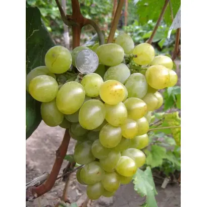 ПАМЯТИ КОСТРИКИНА