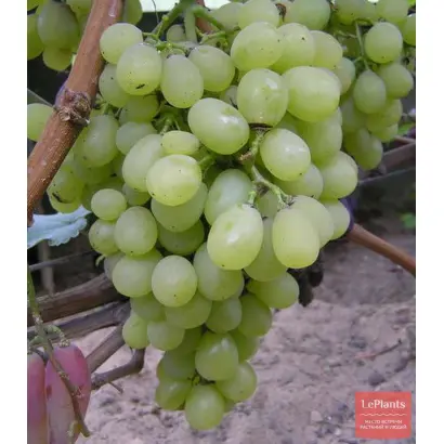 БЕЛЫЙ РАННИЙ