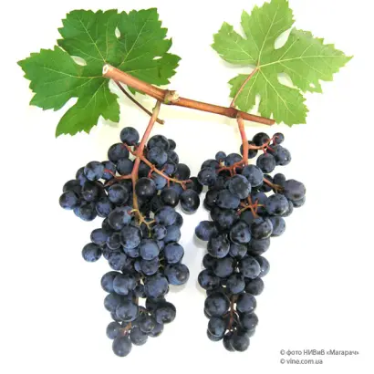 ГРАНАТОВЫЙ МАГАРАЧА