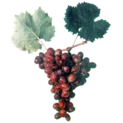 ПОБЕДИТЕЛЬ