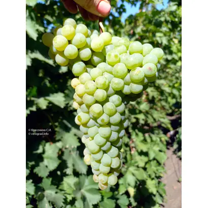 ЦИТРОННЫЙ МАГАРАЧА