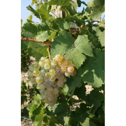 ВАРВАРОВСКИЙ