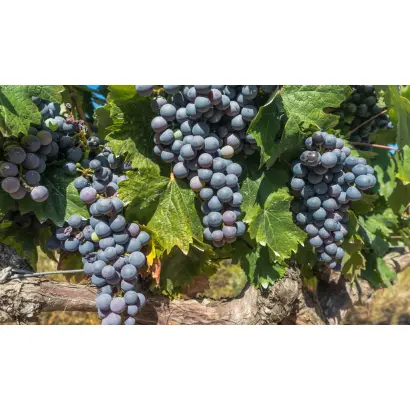 КАБЕРНЕ ФРАН