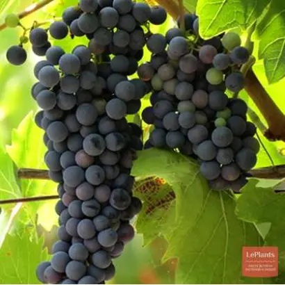 ПЕРВЕНЕЦ СКУИНЯ