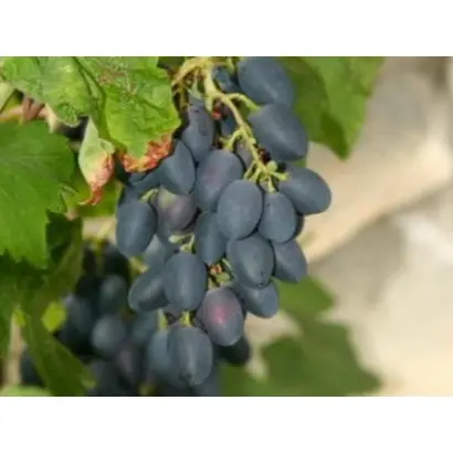 АНДРЕЕВСКИЙ