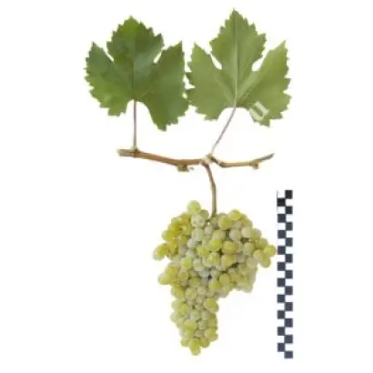 МУСКАТ АКСАЙСКИЙ