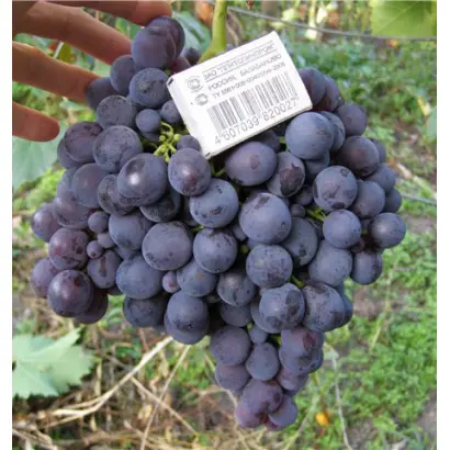 БРИГАНТИНА