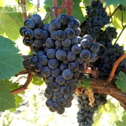 КРАСНОСТОП АНАПСКИЙ