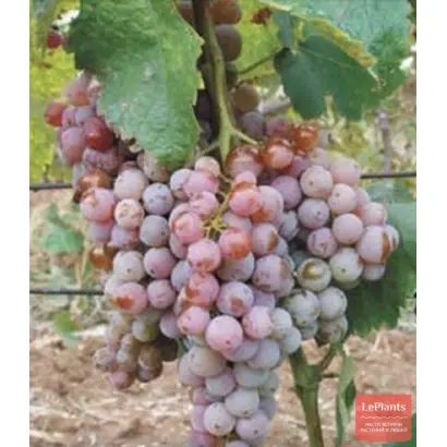 ГЮЛЯБИ УРОЖАЙНЫЙ