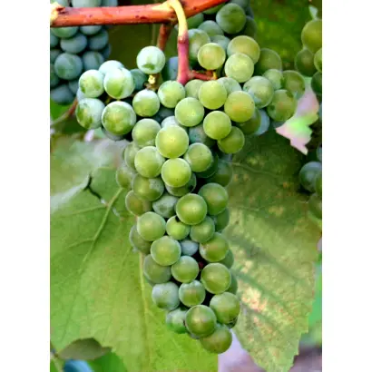 НОВОКУБАНСКИЙ