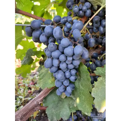 ГУРЗУФСКИЙ РОЗОВЫЙ