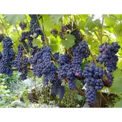 ЛИВАДИЙСКИЙ ЧЕРНЫЙ