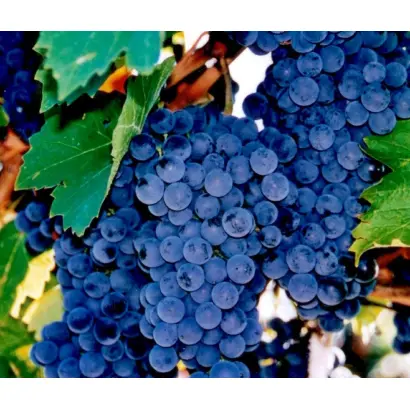 РУБИН ГОЛОДРИГИ