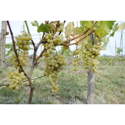 МУСКАТ ГОЛОДРИГИ