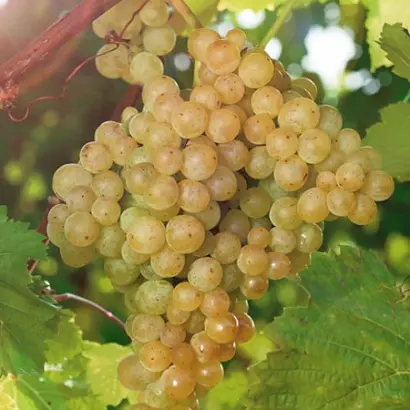 ПАМЯТИ СТРЕЛЯЕВОЙ