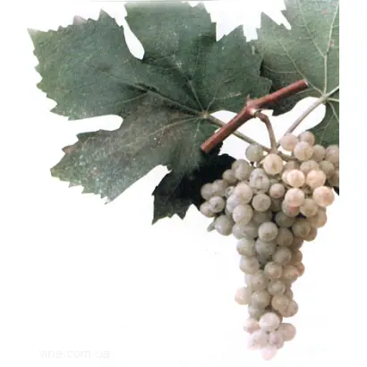 ЕКАТЕРИНОДАРСКИЙ