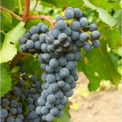 ДЕНИСОВСКИЙ