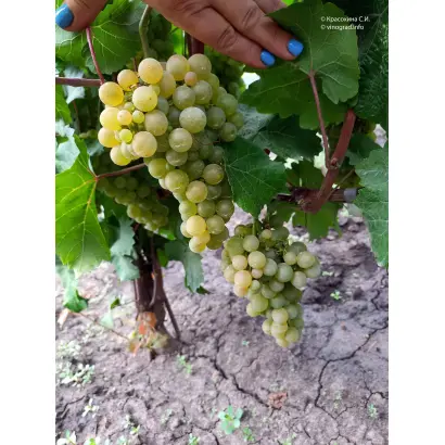 ПЛАТОВСКИЙ