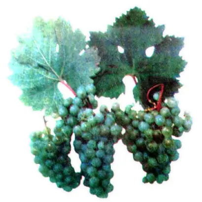 РИСЛИНГ АЗОС