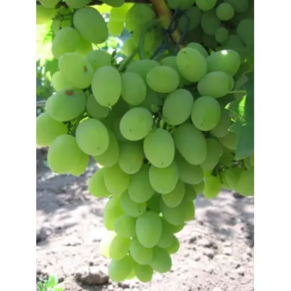 БАКЛАНОВСКИЙ