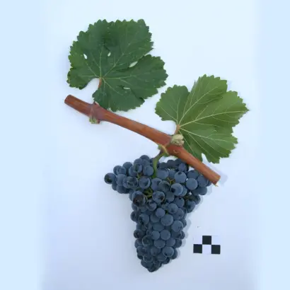 КРАСНОСТОП АЗОС